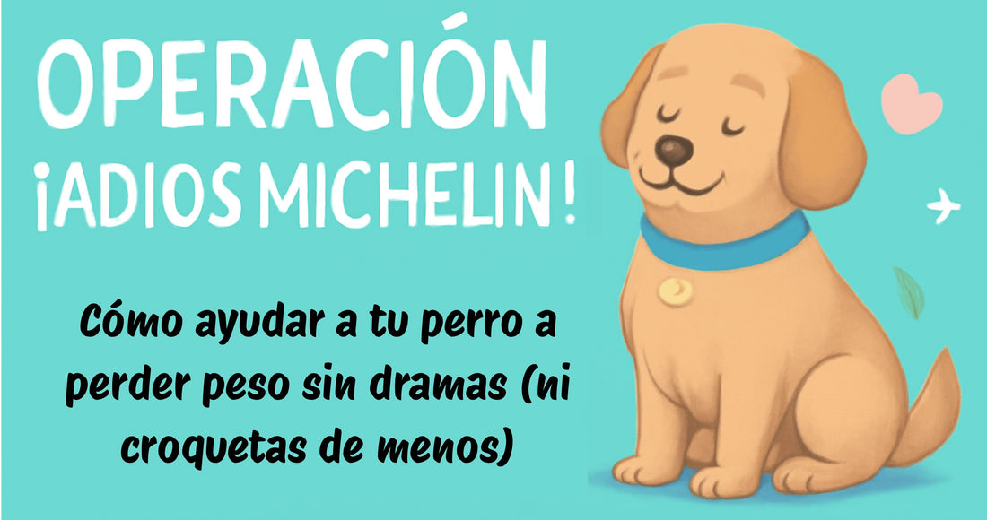 ¡Operación “Adiós Michelin”! Cómo ayudar a tu perro a perder peso sin dramas (ni croquetas de menos)