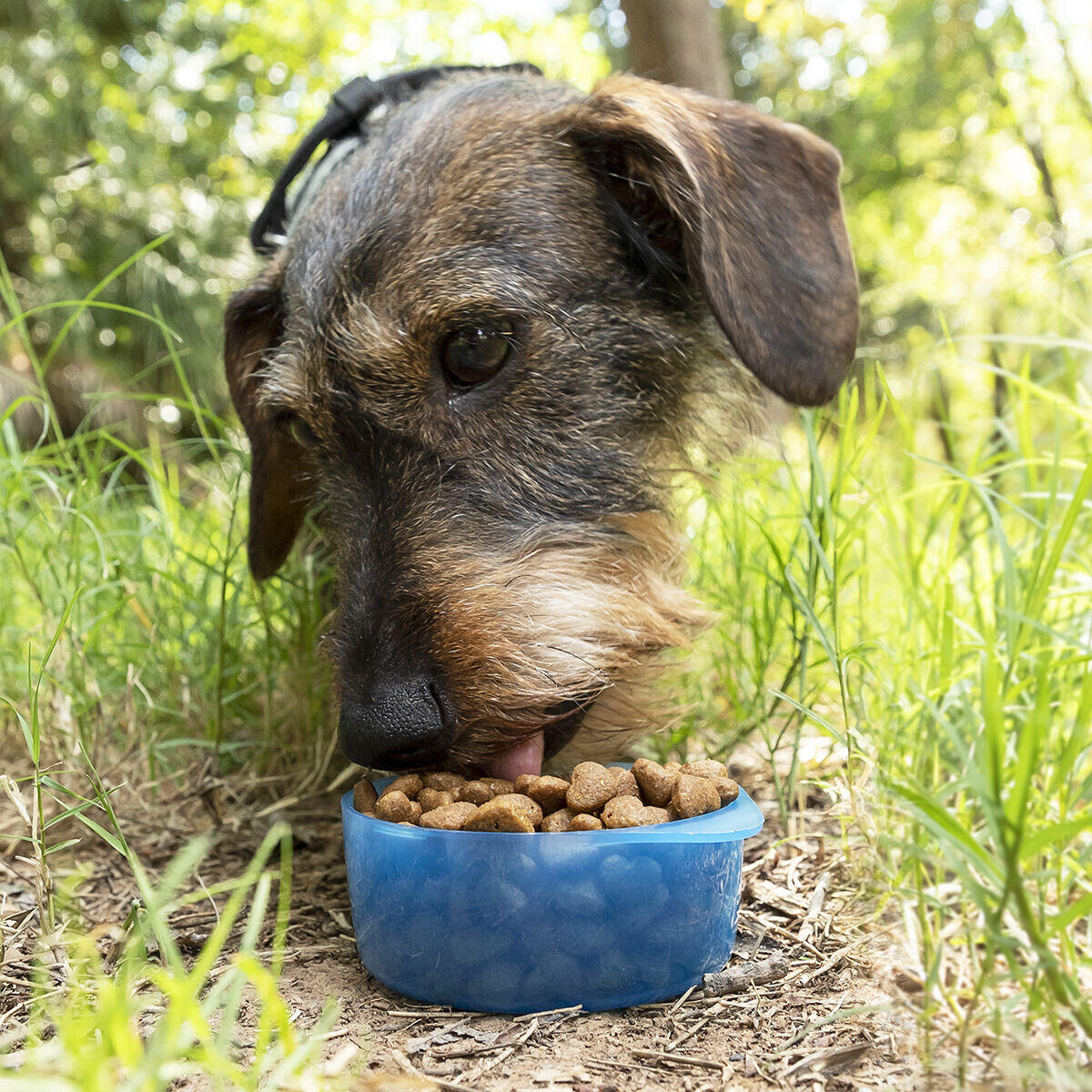 Botella con Depósito de Agua y Comida para Mascotas 2 en 1 - Accesorios para mascotas Mascotonas